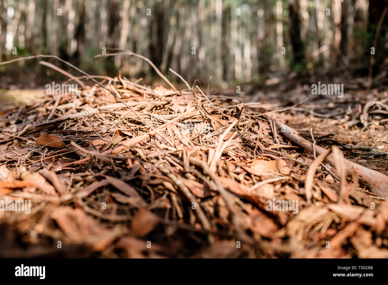 Im Bild des gefallenen Stick und Zweigen, mit Licht und Schatten, in einem Wald mit weit entfernten Bäume Stockfoto