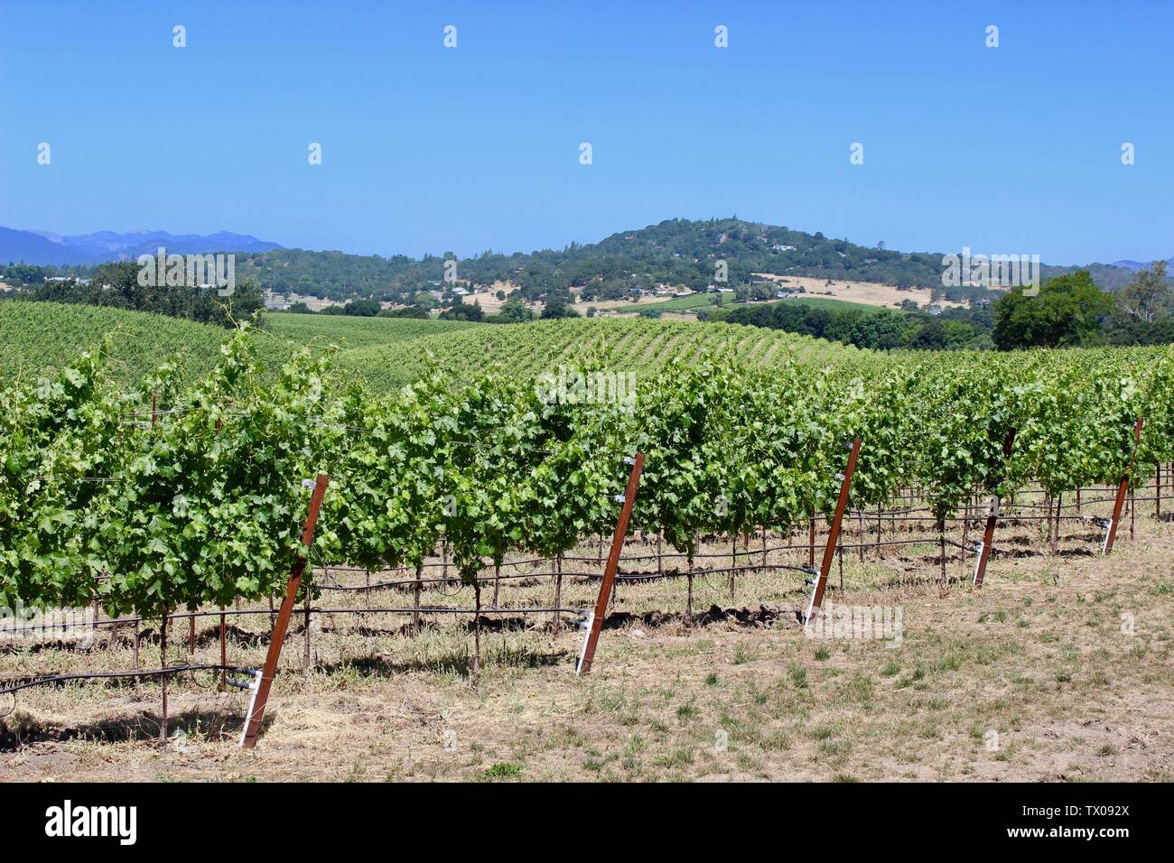 Weinberg, Coombsville, Napa Valley, Kalifornien Stockfoto