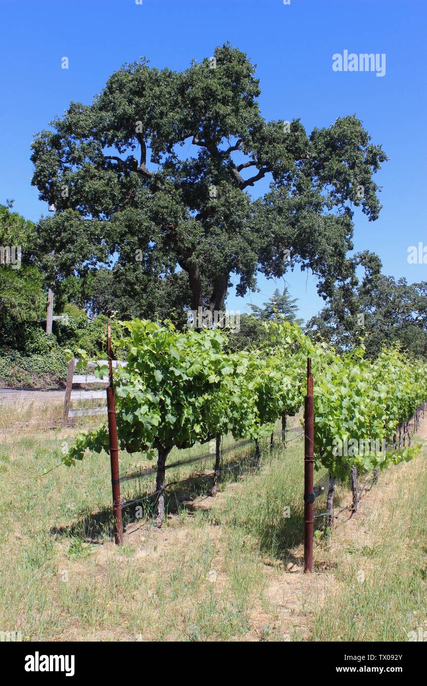 Weinberg, Coombsville, Napa Valley, Kalifornien Stockfoto