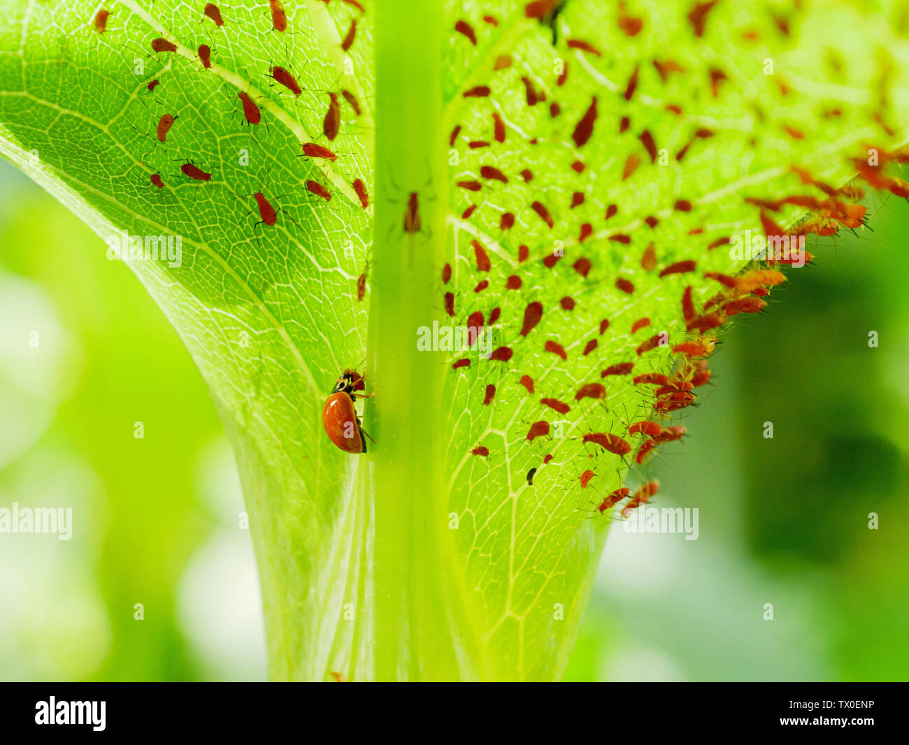 Poliert Dame Käfer oder unbefleckten Marienkäfer-käfer (Cycloneda munda) verbrauchen eine blattlaus (Uroleucon spp) Stockfoto