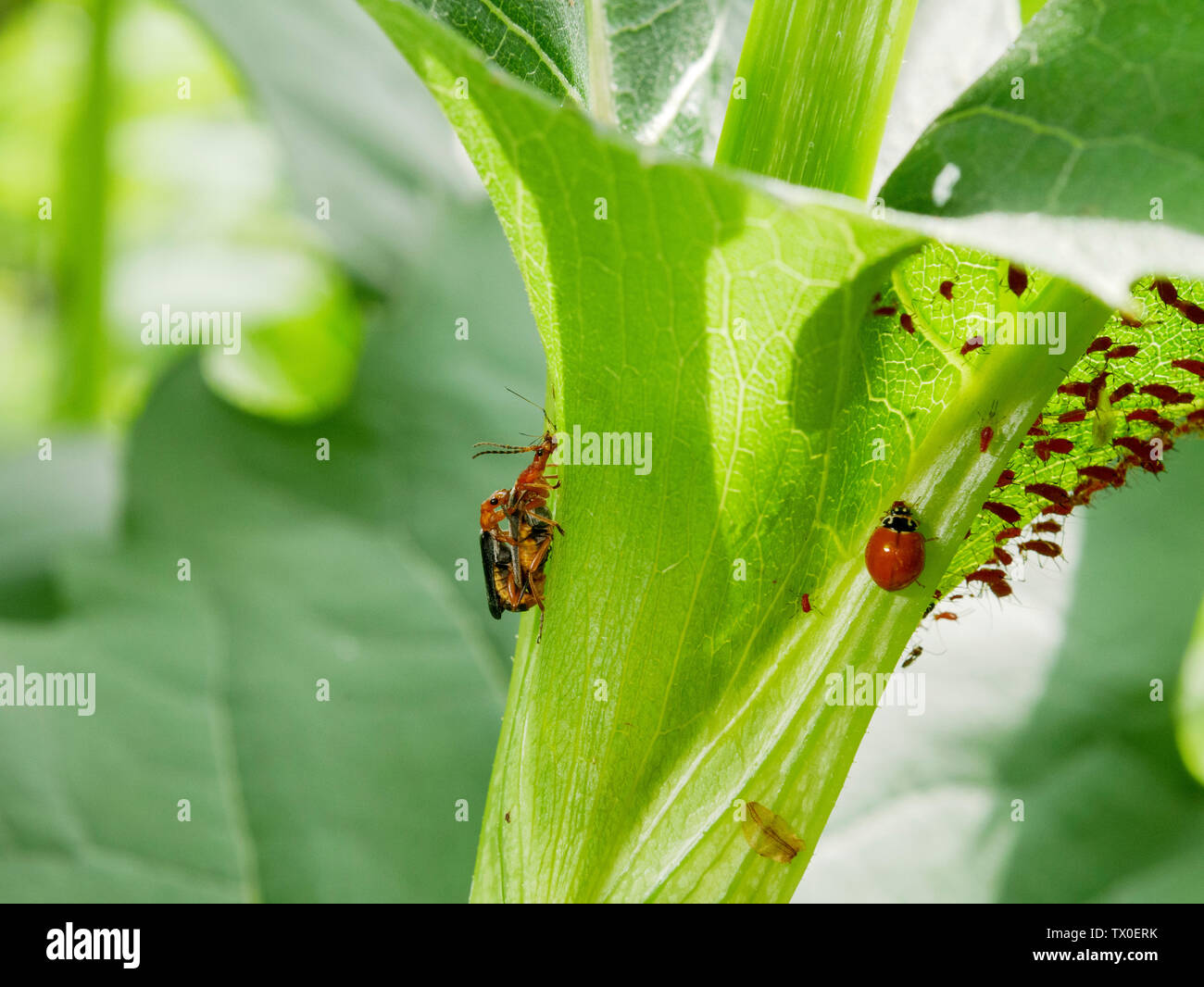 Downy leatherwing oder Soldat Käfer (Podabrus Tomentosus) Paarung, weibliche Anspruch gegen Blattläuse. Stockfoto
