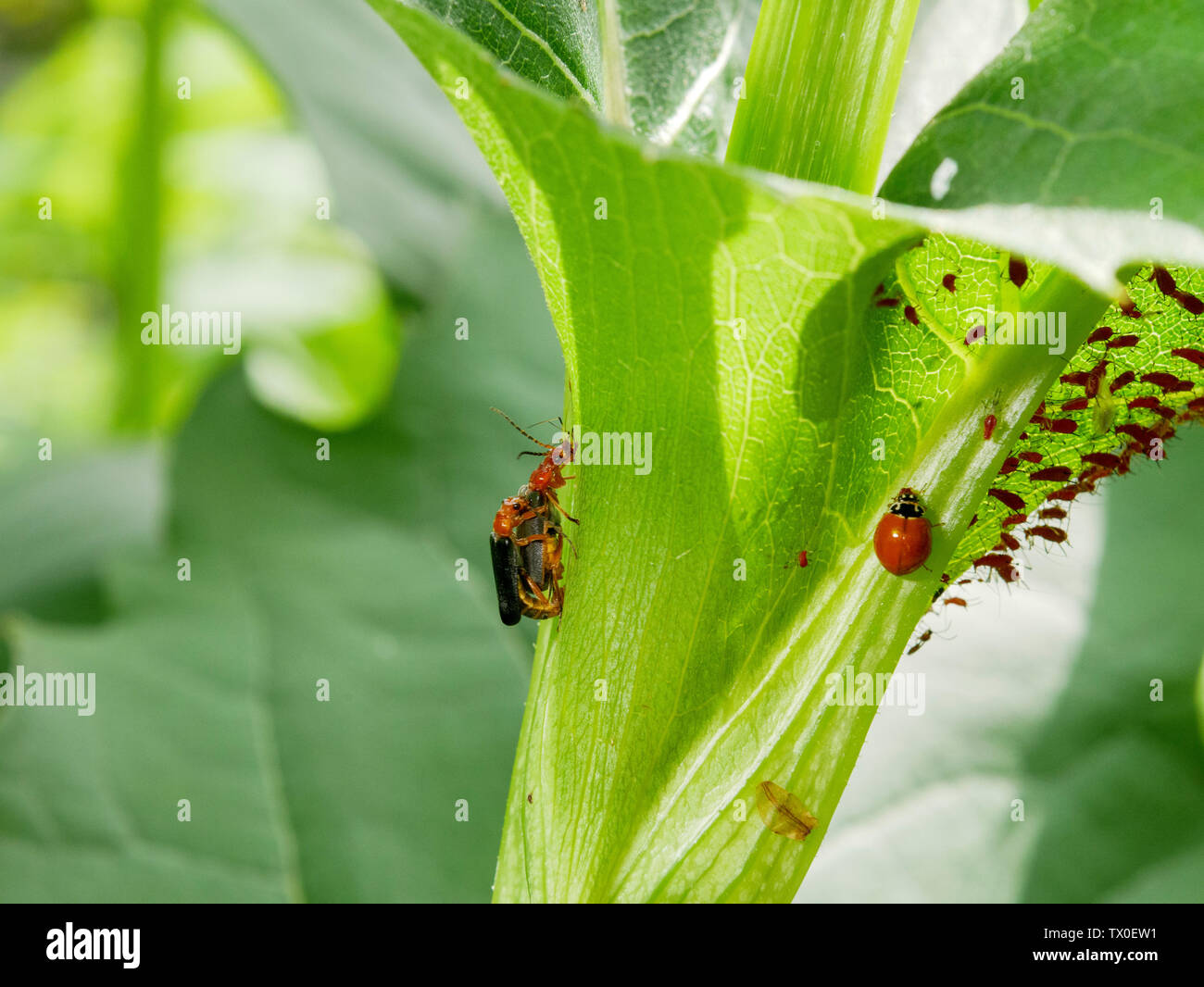 Downy leatherwing oder Soldat Käfer (Podabrus Tomentosus) Paarung, weibliche Anspruch gegen Blattläuse. Stockfoto