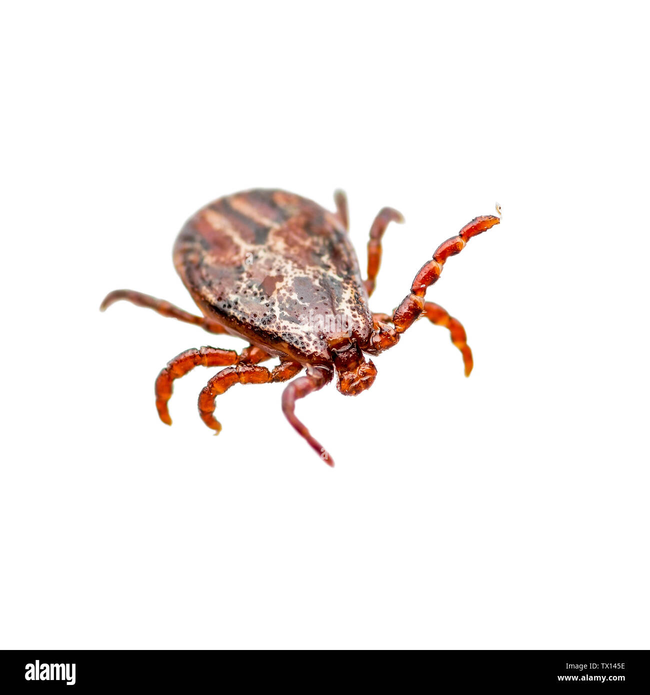 Enzephalitis Virus oder Borreliose infizierte Zecke Arachnid Insekt-schädling Crawling isoliert auf weißem Hintergrund Stockfoto