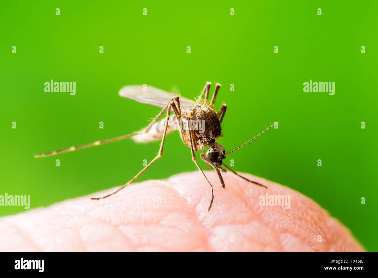 Gelbfieber, Malaria oder Zika Virus infizierte Mücken Insekten Makro auf grünem Hintergrund Stockfoto
