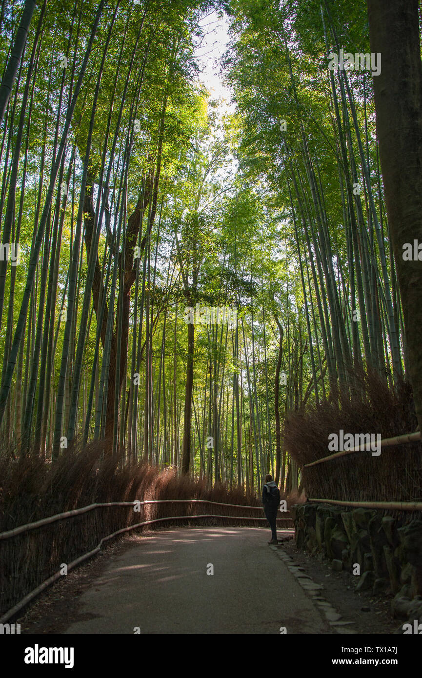 Am frühen Morgen Sonnenlicht, Bambus, Wald, Sagano, Japan. Stockfoto