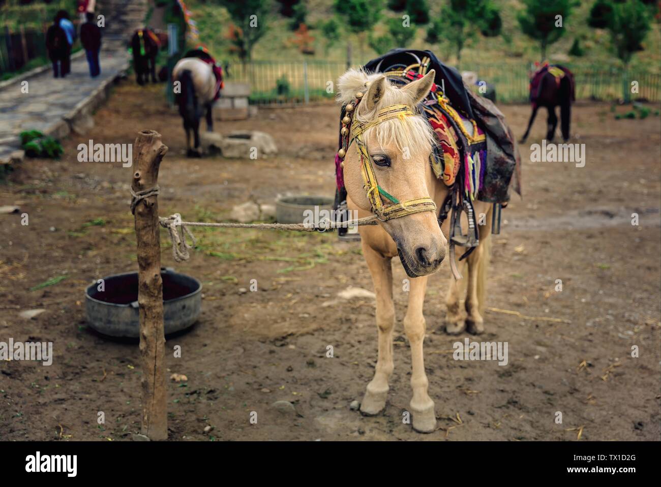 In Shannan Ma, Tibet fotografiert. Stockfoto