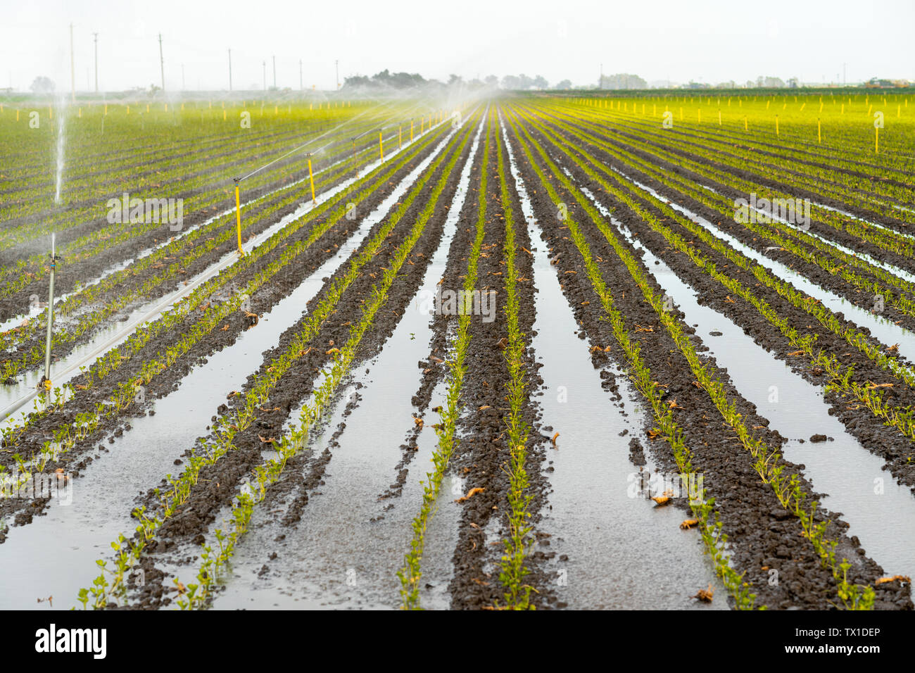Beregnung, Bewässerung landwirtschaftlicher Bereich Stockfoto