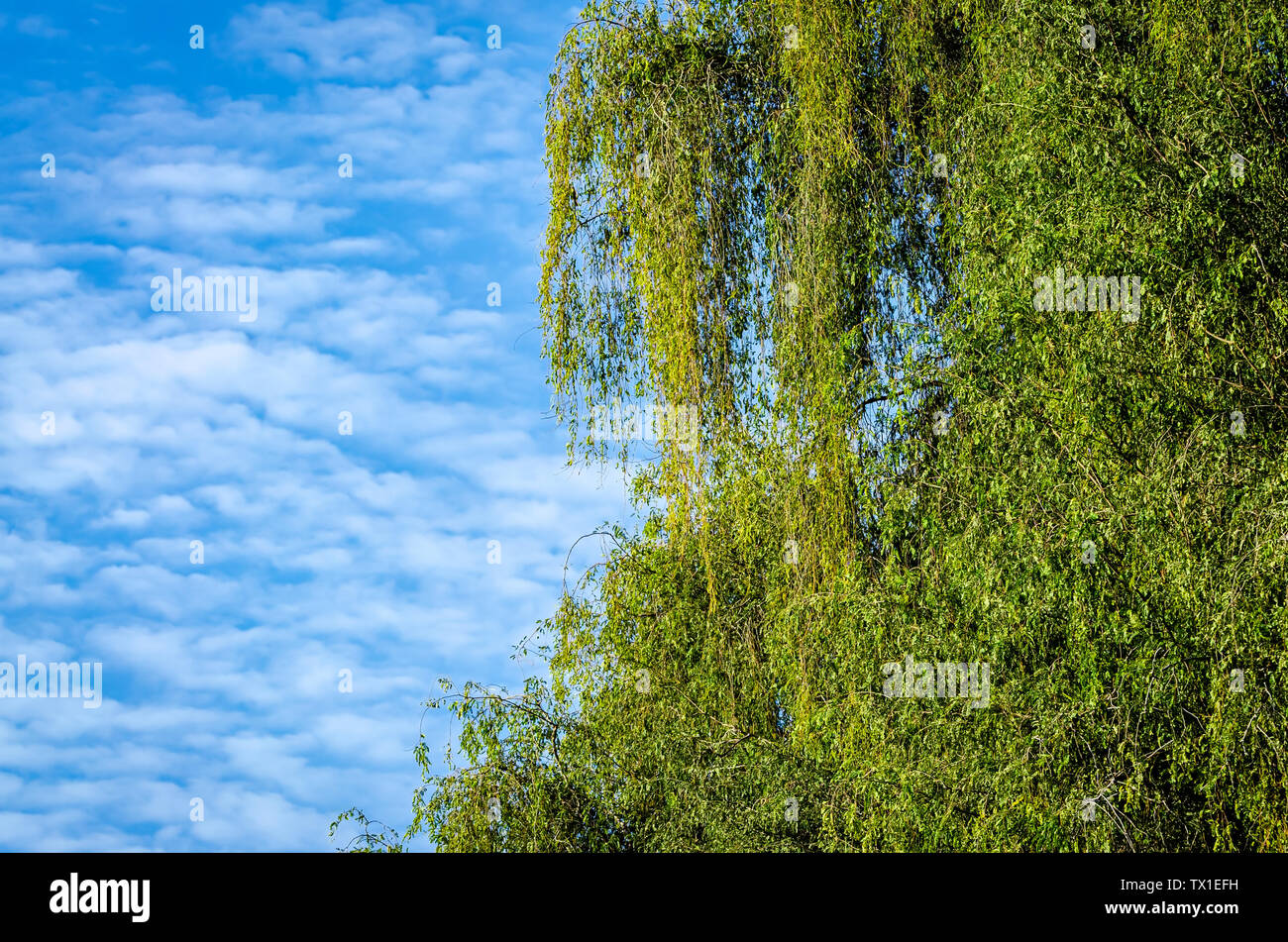 Grüne Blätter gegen den Himmel mit weißen und flauschige Wolken Stockfoto