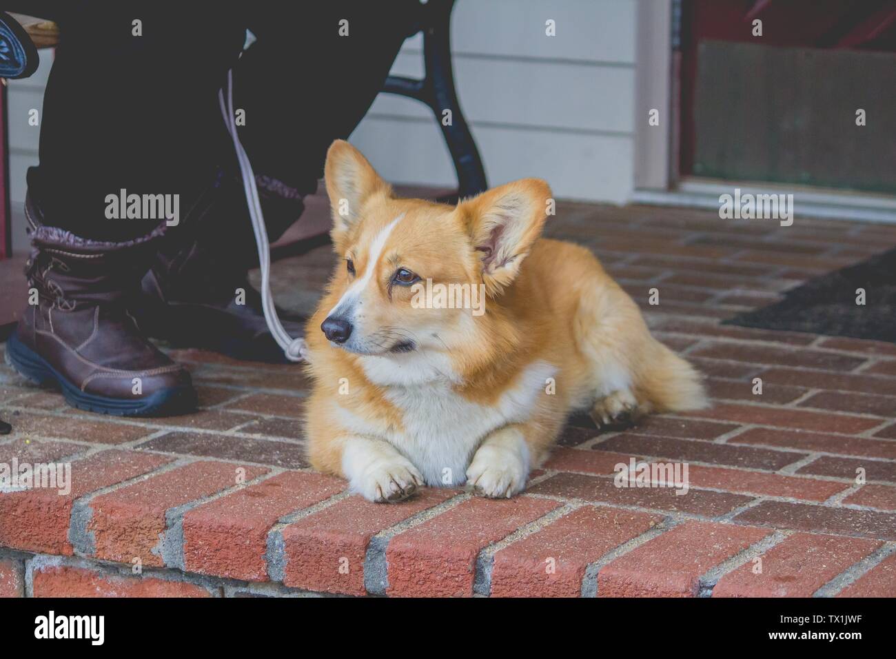 Inländische niedliche Dorgi Art von Hund liegt neben seiner Besitzer an der Vorderseite eines Hauses Stockfoto