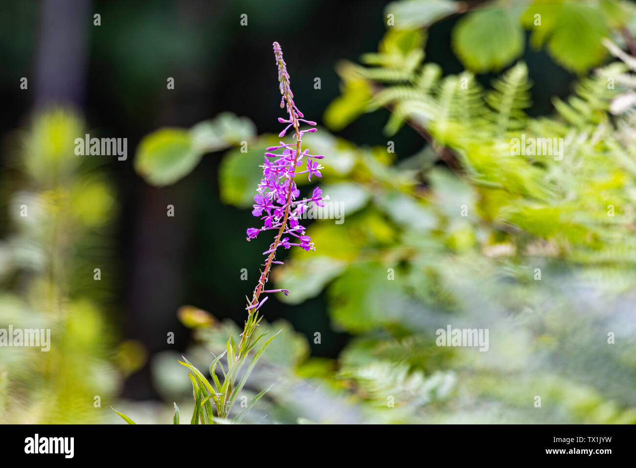 Nahaufnahme der Fireweed (Chamaenerion angustifolium) Stockfoto