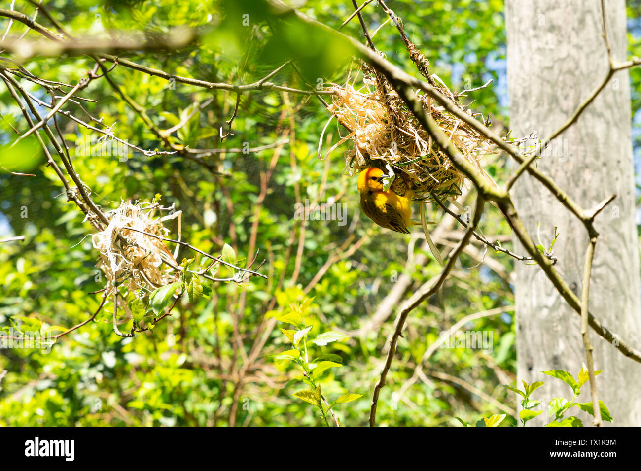 Nahaufnahme einer einzelnen männlichen Taveta golden Weber, ploceus castaneiceps, mit einem Nest Hängend von den Ästen eines Baumes Stockfoto