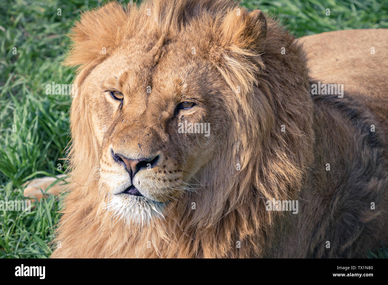 Kopf einer schönen jungen Löwen mit Narben auf dem Hintergrund des grünen Grases. Close-up Stockfoto