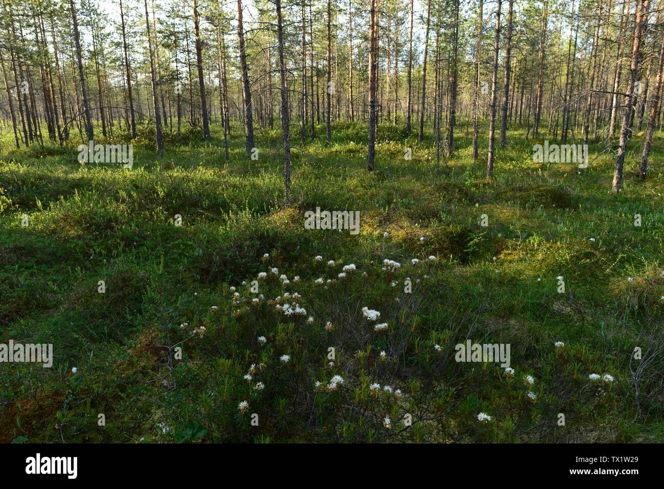 Wilden Rosmarin Blumen blühen auf das marschland unter den Sumpf Bäume Stockfoto