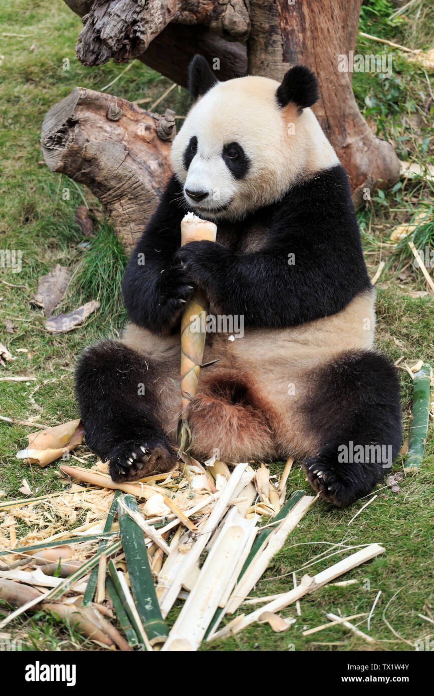 China's National Treasure Panda Stockfoto