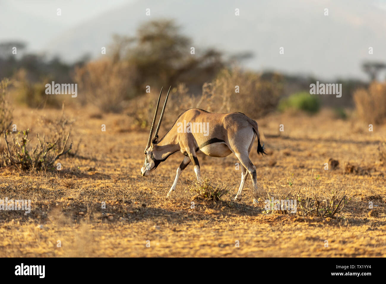 East African swordbeest leben in Kenia Hishtree prairie Stockfoto