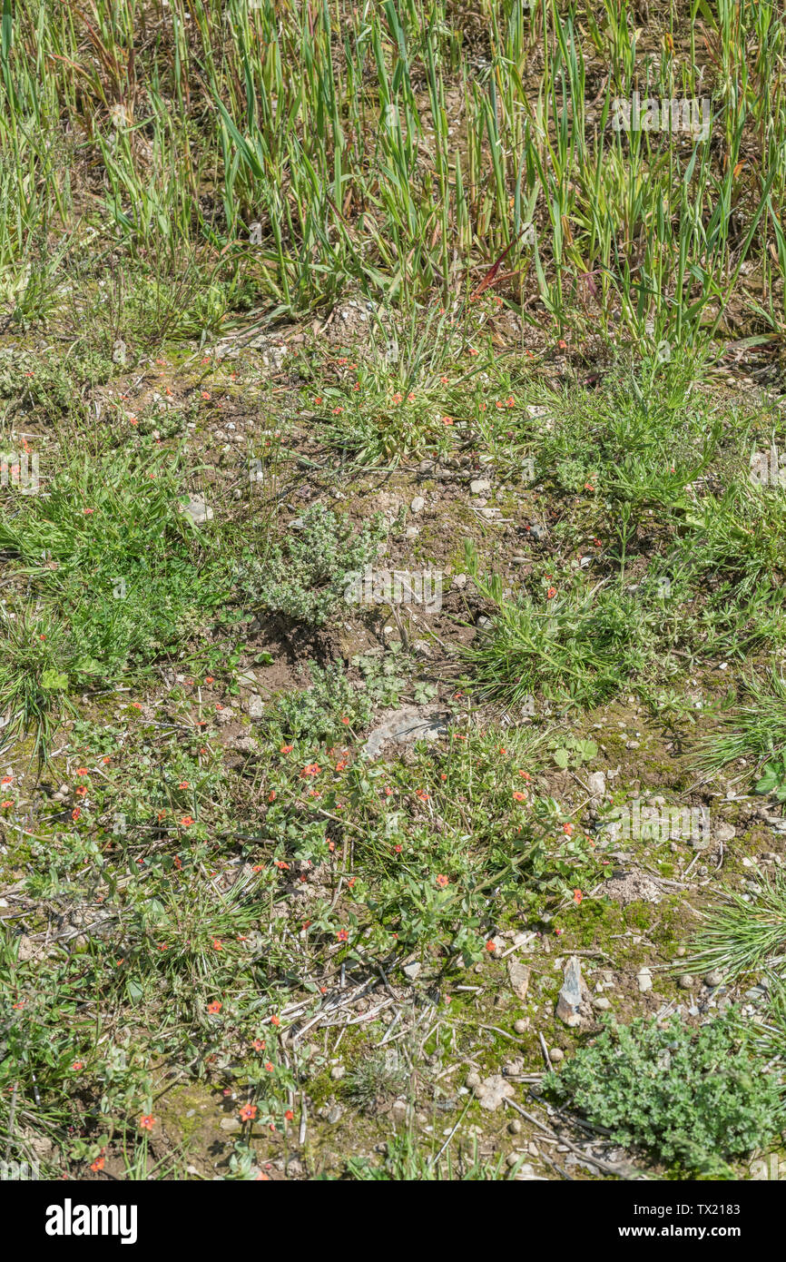 Gemeinsame landwirtschaftliche Kulturpflanzen Unkräuter im Bereich der Hafer. Umfasst Forget-me-Not, Hackmesser/Goosegrass, Scarlet Pimpernel, Petersilie Ackerfrauenmantel. Stockfoto