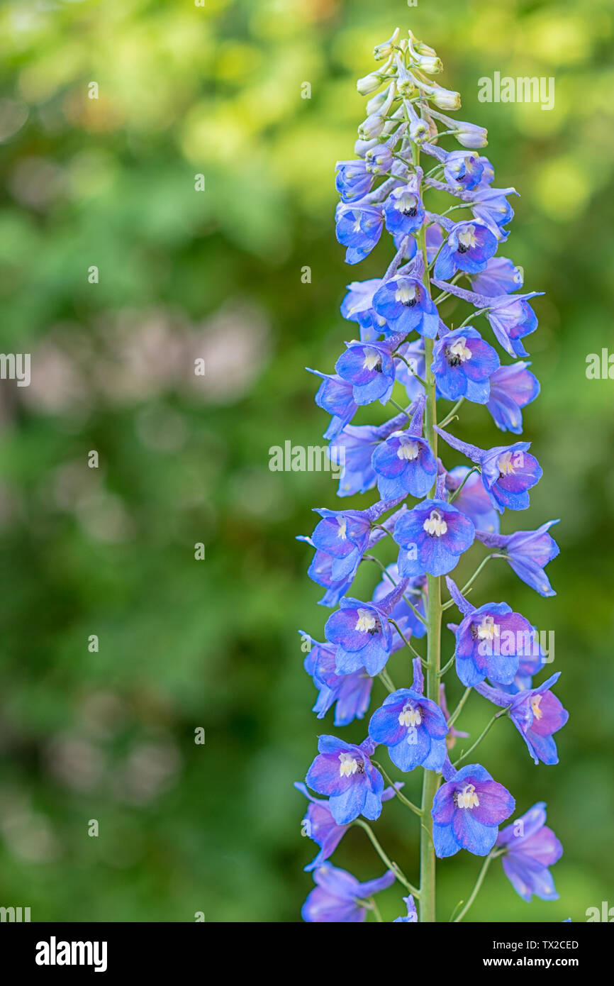 Violett Blau Blumen der Rittersporn. Delphinium elatum Hybrid mehrjährig  Stockfotografie - Alamy