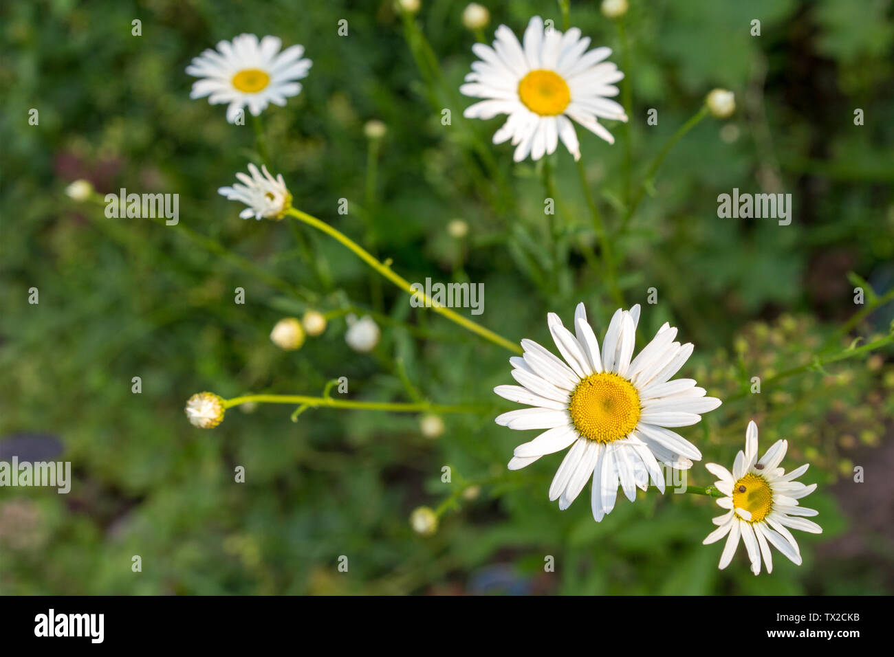 Grasgrün und Kamillen in der Natur Stockfoto