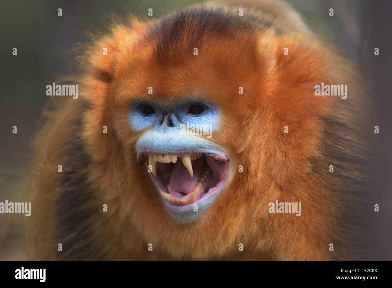 Unheimlicher affe -Fotos und -Bildmaterial in hoher Auflösung – Alamy, حجم الصورة 1300x956