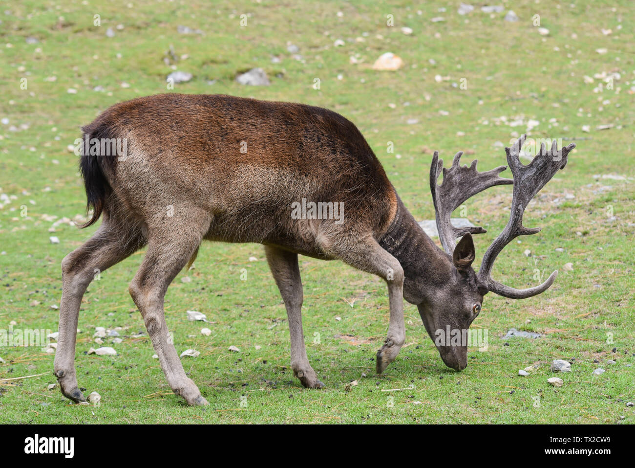 Single Hirsch Beweidung in Feld Stockfoto
