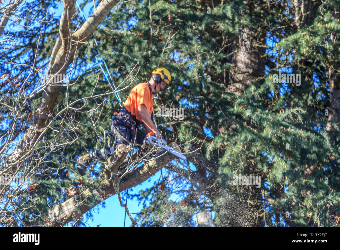 Baumzüchter am Arbeitsplatz hoch über dem Boden Stockfoto