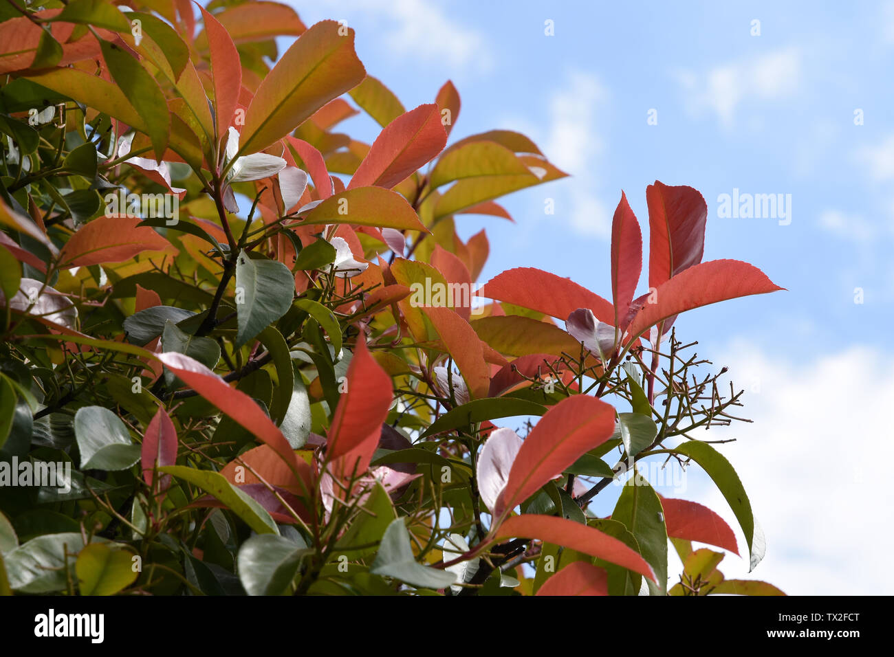 Photinia fraseri Red Robin "Hedge, Sidcup, Kent. Großbritannien Stockfoto