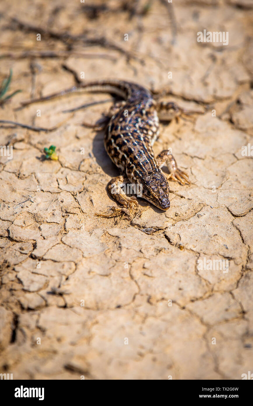Steppe Runner Lizard oder Eremias arguta Schließen auf trockenem Boden. Stockfoto