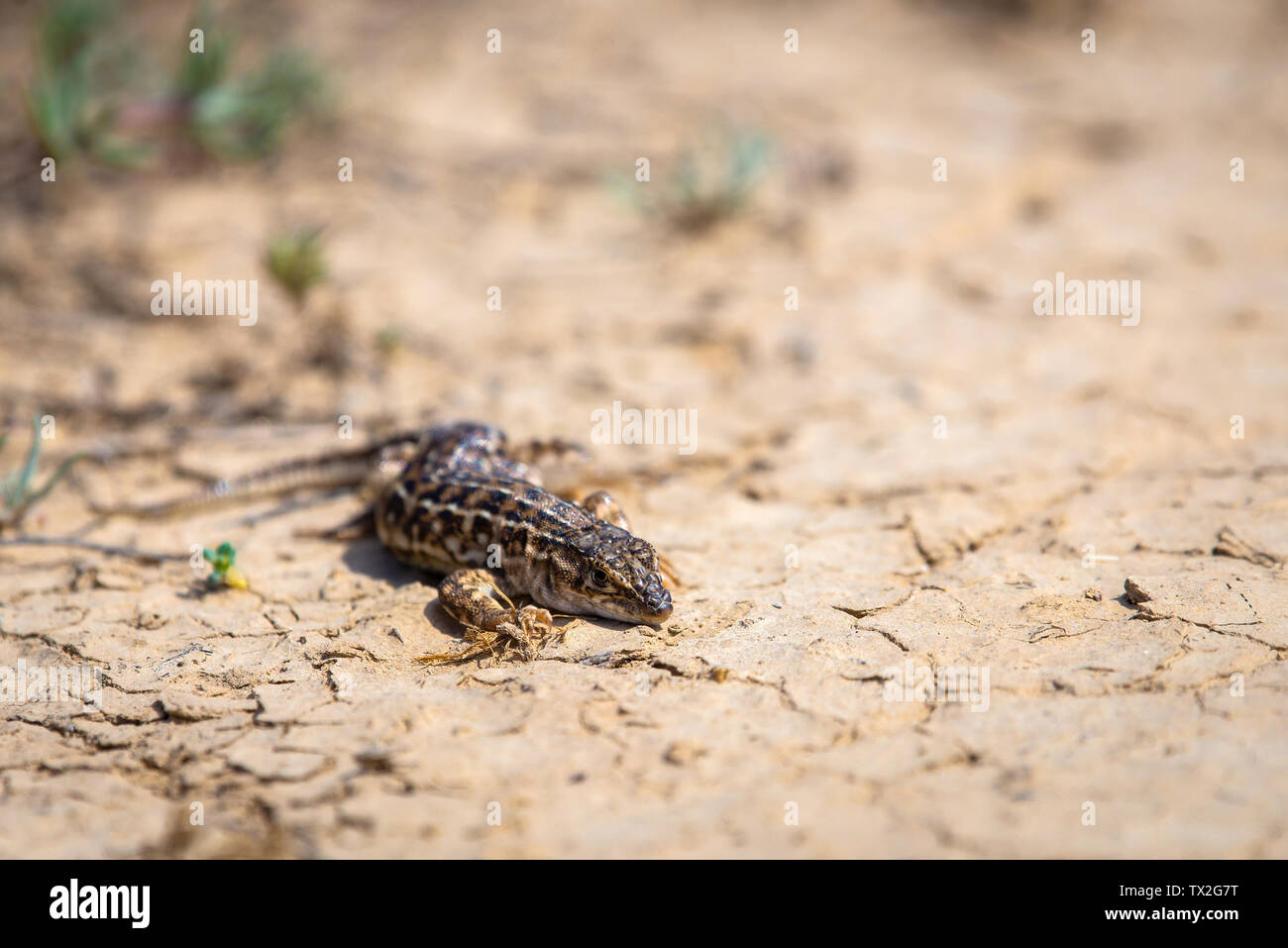 Steppe Runner Lizard oder Eremias arguta Schließen auf trockenem Boden. Stockfoto