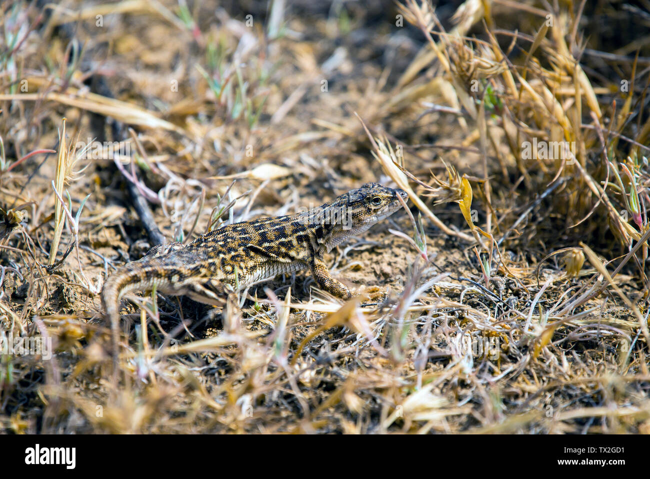 Steppe Runner Lizard oder Eremias arguta Schließen auf trockenem Boden. Stockfoto