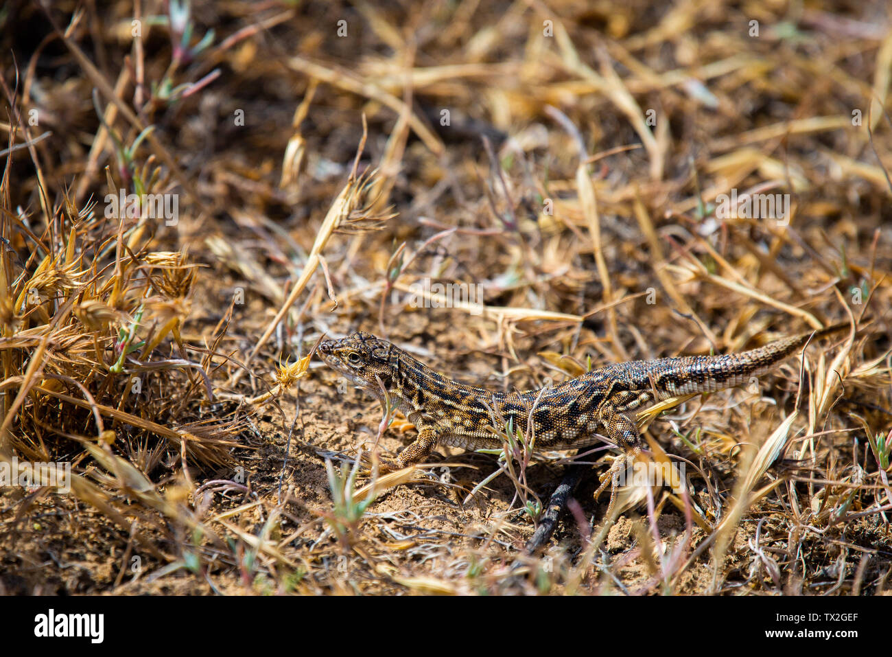 Steppe Runner Lizard oder Eremias arguta Schließen auf trockenem Boden. Stockfoto