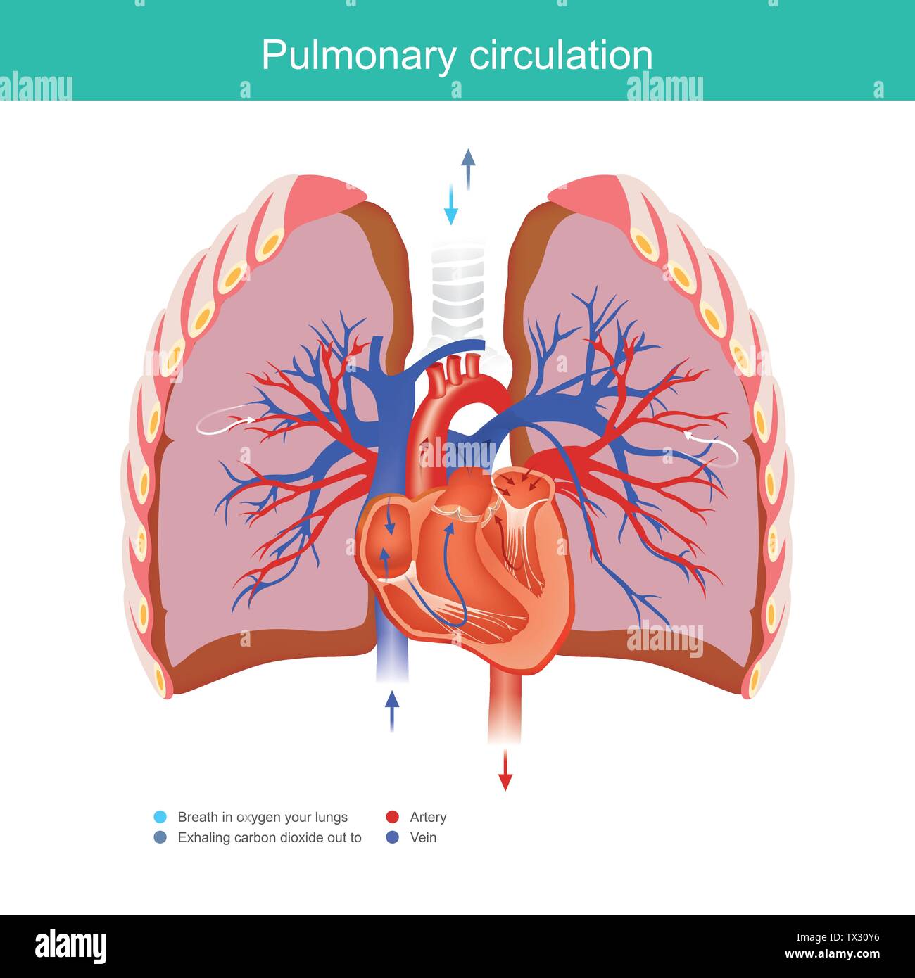 Erläutern Sie die Aufgabe, für das Herz und die Lungen gelten Sauerstoff aus der Umgebung in das Blut System im menschlichen Körper und aus Kohlendioxid in Stock Vektor