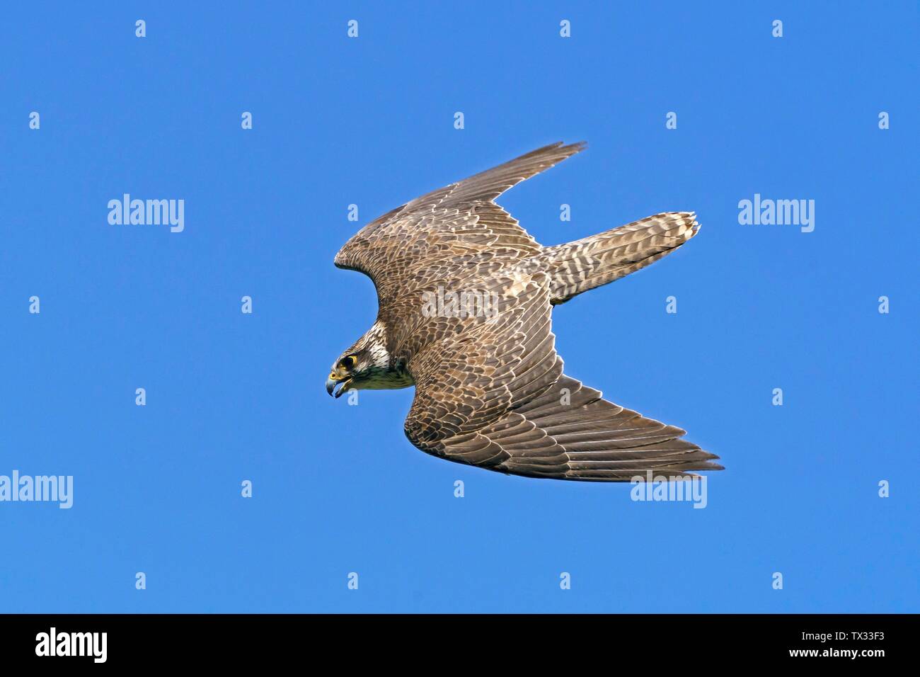 Saker Falcon (Falco cherrug) fliegen, Deutschland Stockfoto