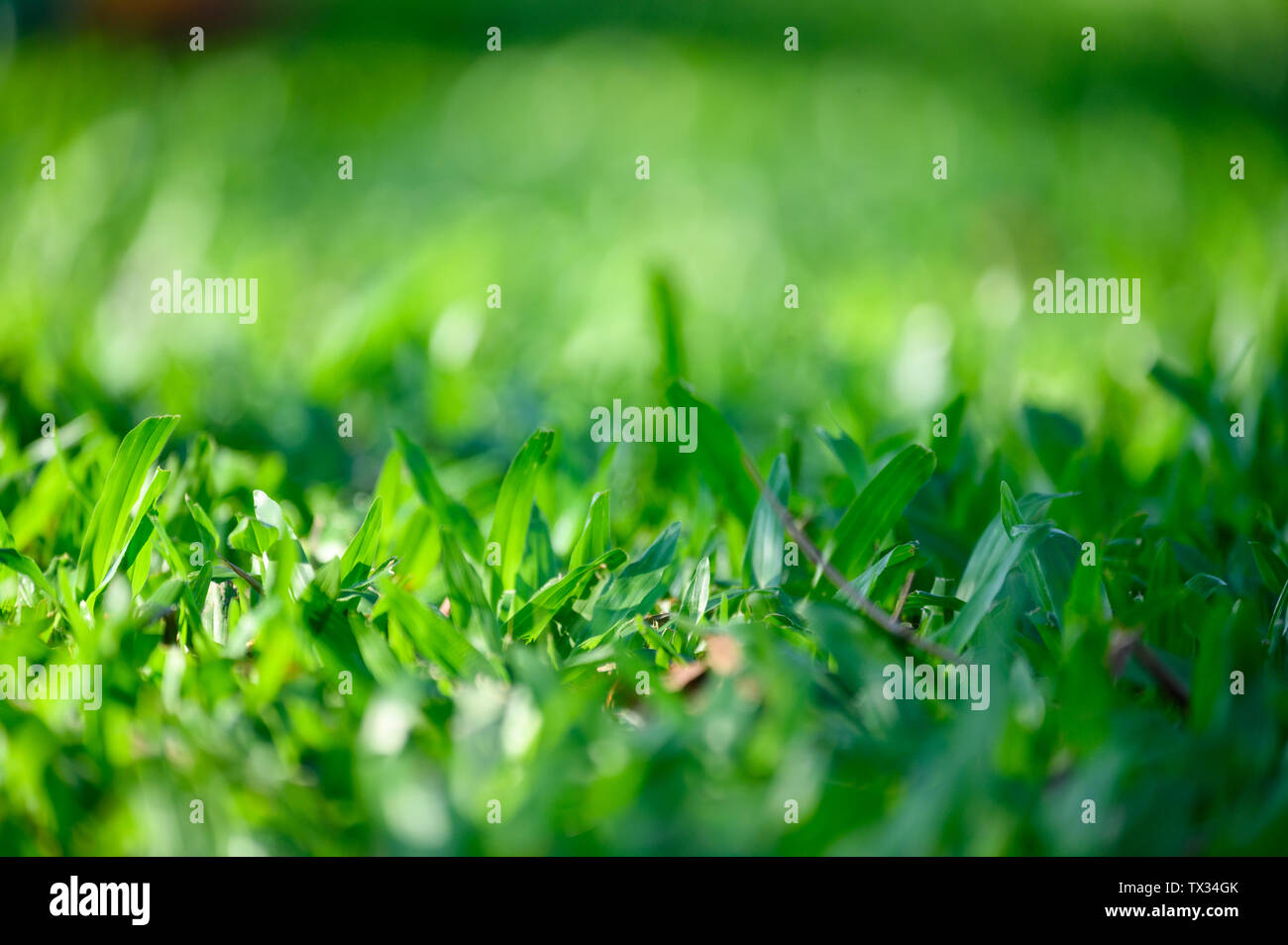 Close-up grüne Blätter auf grünem Gras Hintergrund Stockfoto