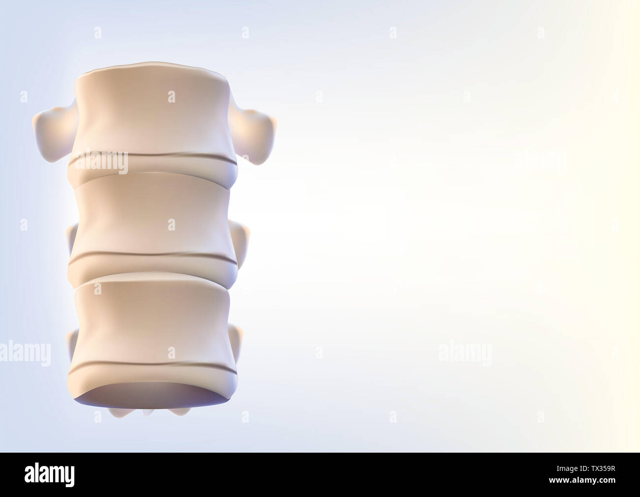 Die menschliche Wirbelsäule Bild realistisch ist. Zeigt die medizinische Genauigkeit des menschlichen Skeletts und 3D-Rendering. Stockfoto