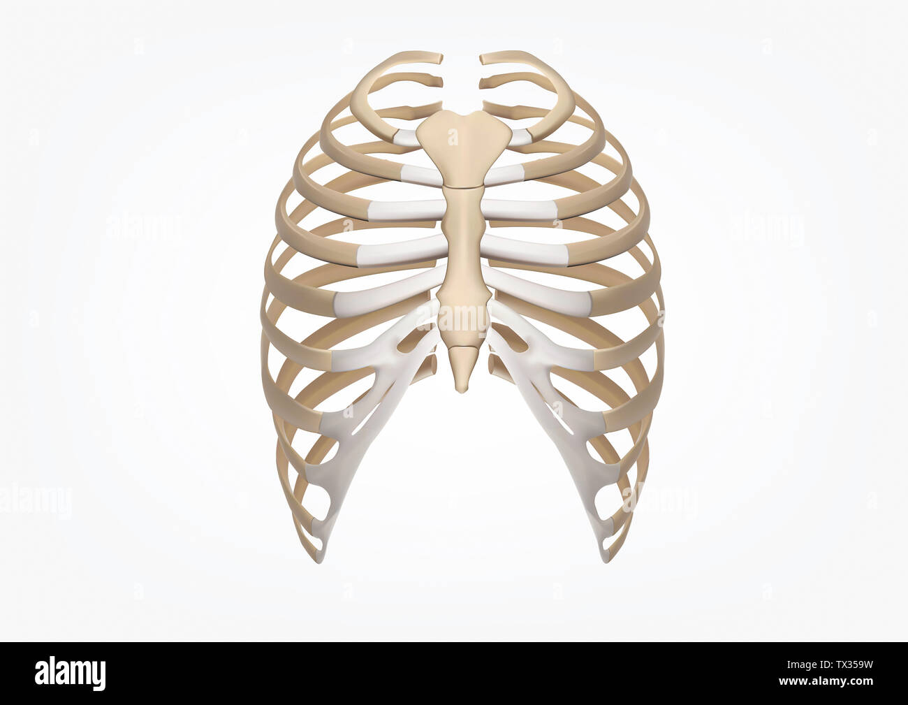 Brustkorb anatomie Fotos und Bildmaterial in hoher Auflösung Alamy