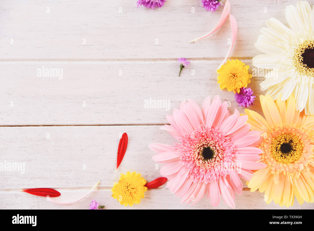 Frühling Blumen Gerbera bunt auf weiß Holz- Hintergrund Stockfoto