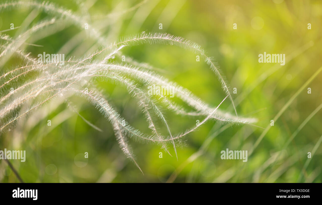 Silberne Feder Gras bei Sonnenaufgang in der grünen Wiese Stockfoto