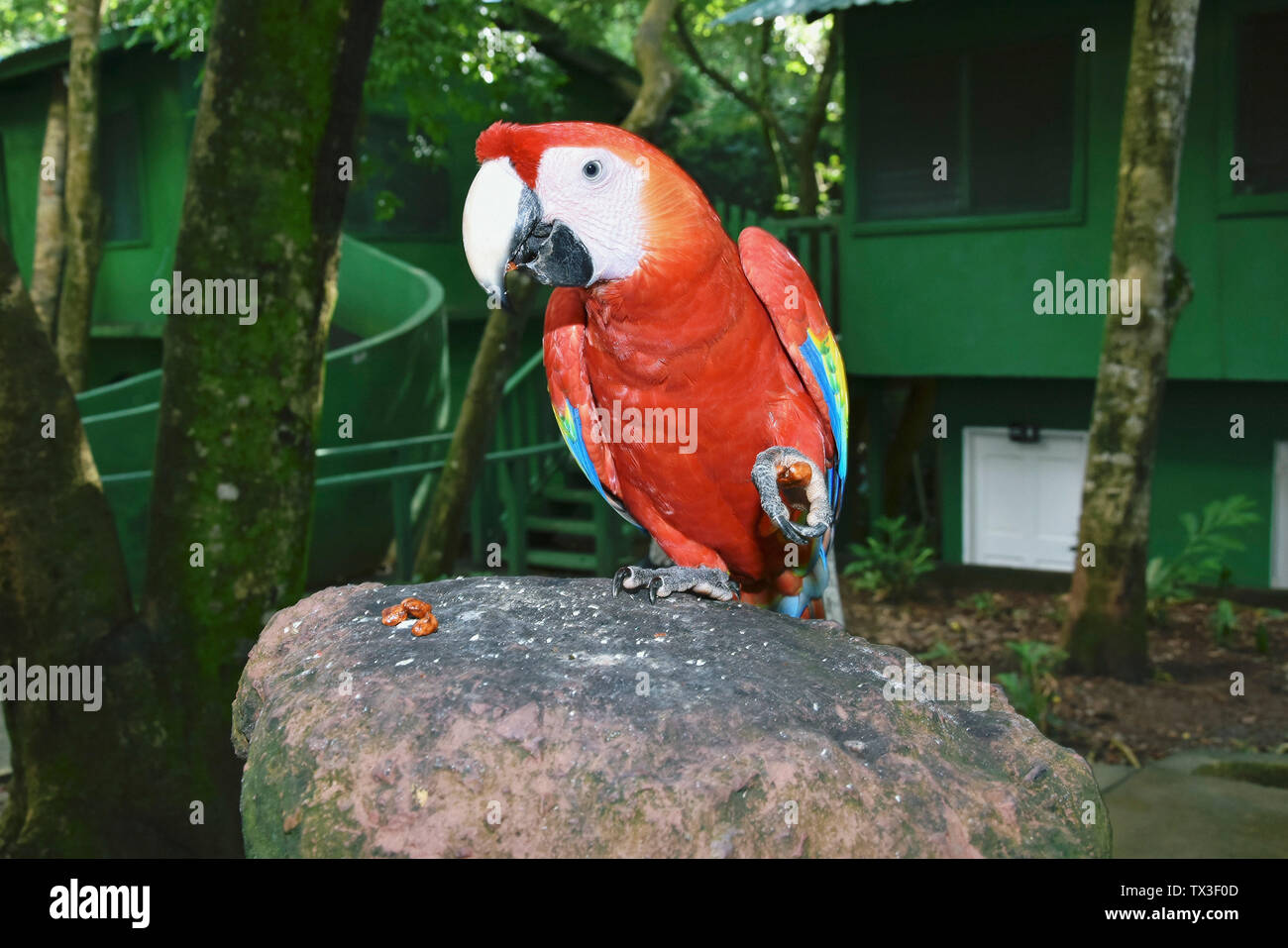 Portrait tropical Red Parrot auf Rock, Roatan, Honduras Stockfoto