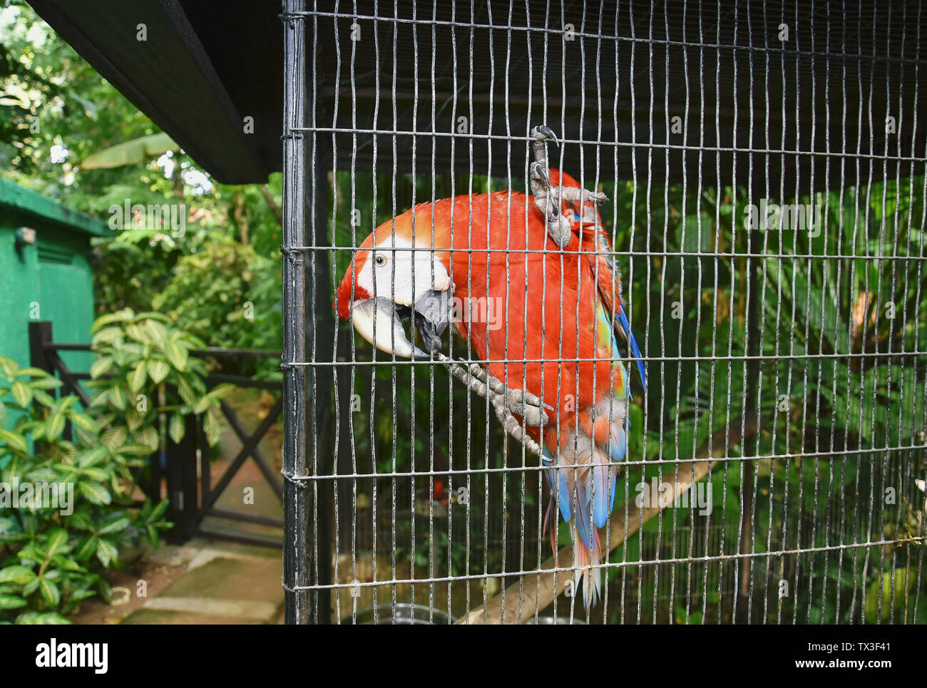 Portrait tropical Red Parrot auf Zaun gehockt, Ocho Rios, Jamaika Stockfoto