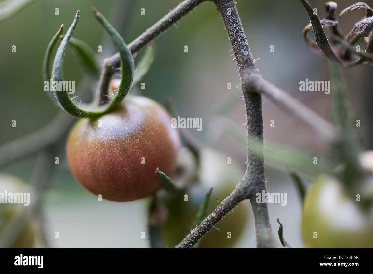 In der Nähe von Tomaten reifen am Weinstock Stockfoto