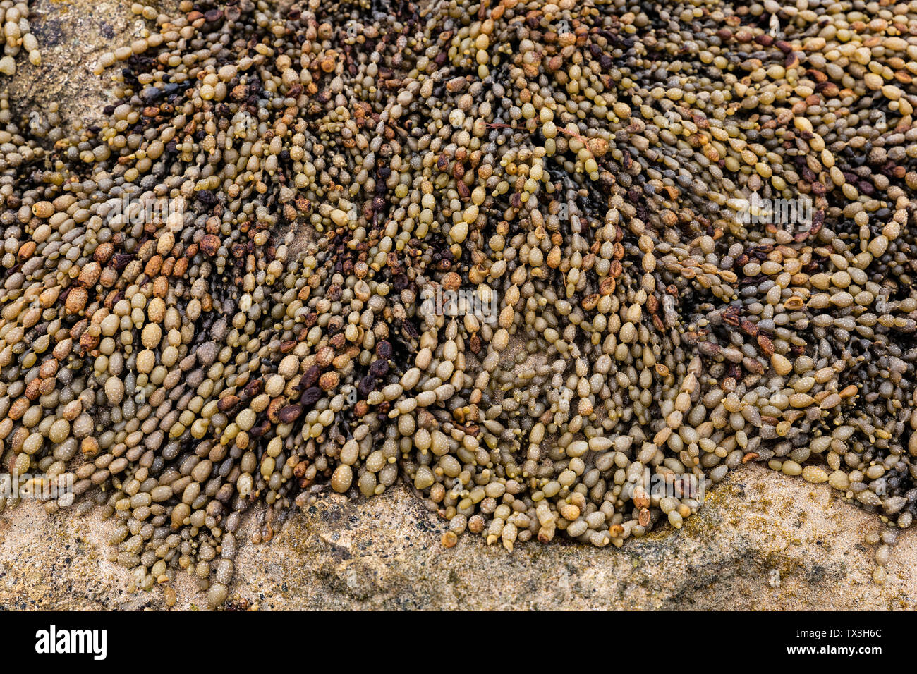 Natürliche Perlen am Strand Stockfoto