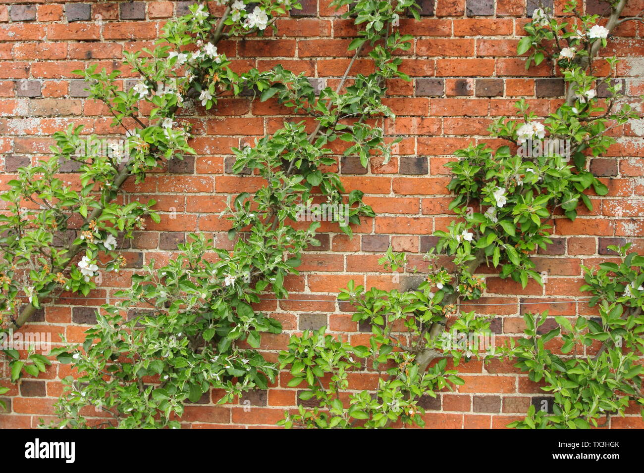 Malus bei schrägen Cordon ausgebildet. Cordon ausgebildeten Apple Bäume wachsen in einem Winkel gegen eine Wand. Stockfoto