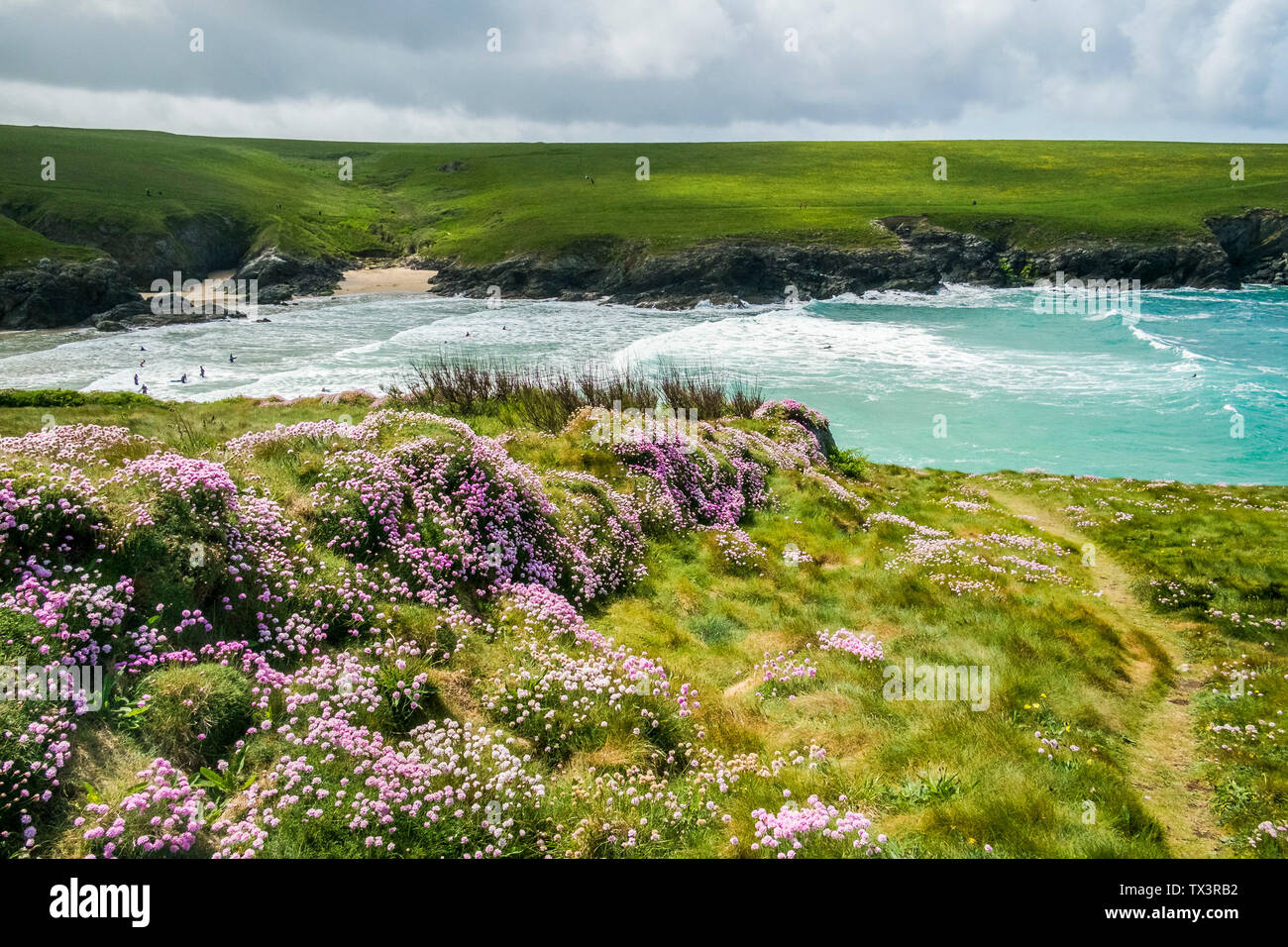 Meer Sparsamkeit Armeria maritima auf der schroffen Küste bei Polly Porth Witz in Newquay in Cornwall wachsen. Stockfoto