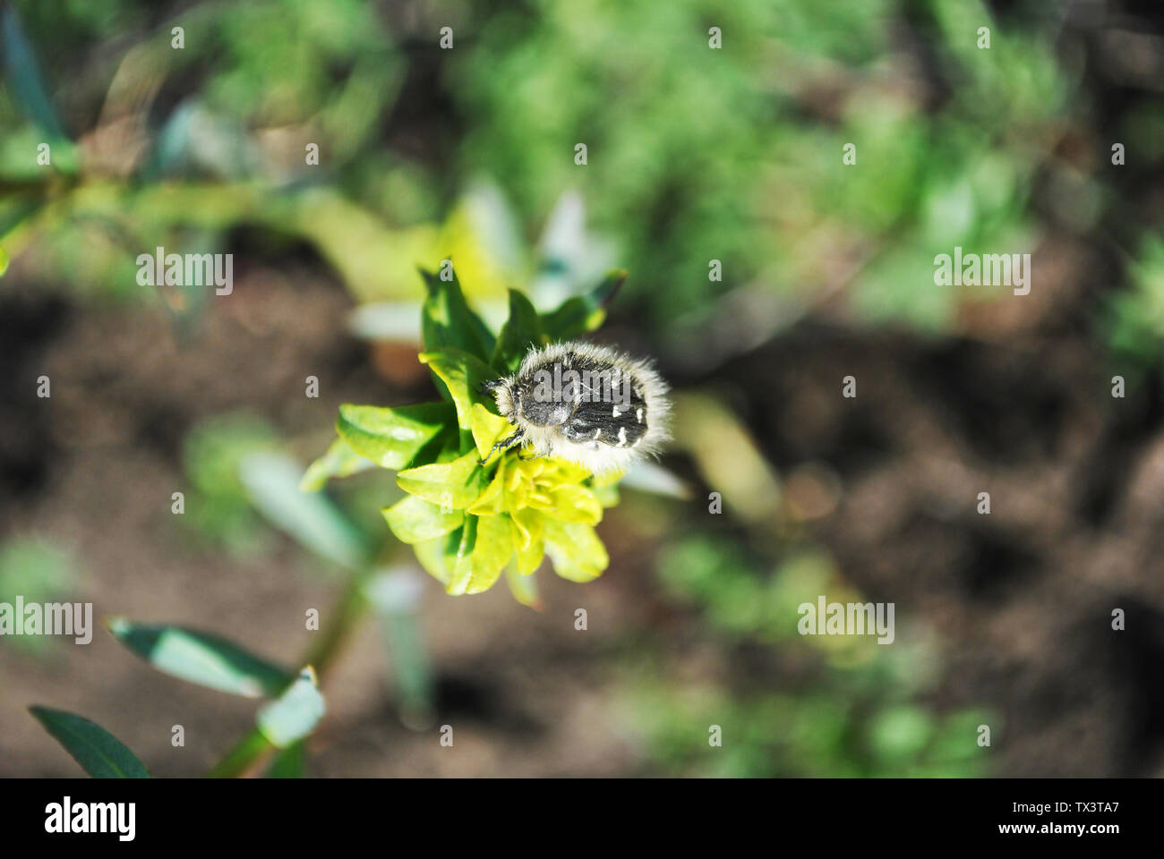 Kleine haarige Tropinota hirta Bug auf euphorbia esula (grün oder grünen Wolfsmilch) Blühende Blumen Nahaufnahme Makro Detail, verschwommenen Hintergrund Stockfoto