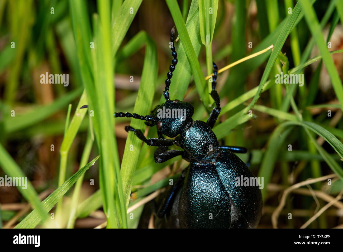Die Nahaufnahme des Ölkäfers (Meloe violaceus), der die Pflanzen isst Stockfoto