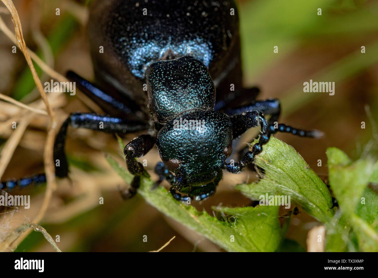 Die Nahaufnahme des Ölkäfers (Meloe violaceus), der die Pflanzen isst Stockfoto