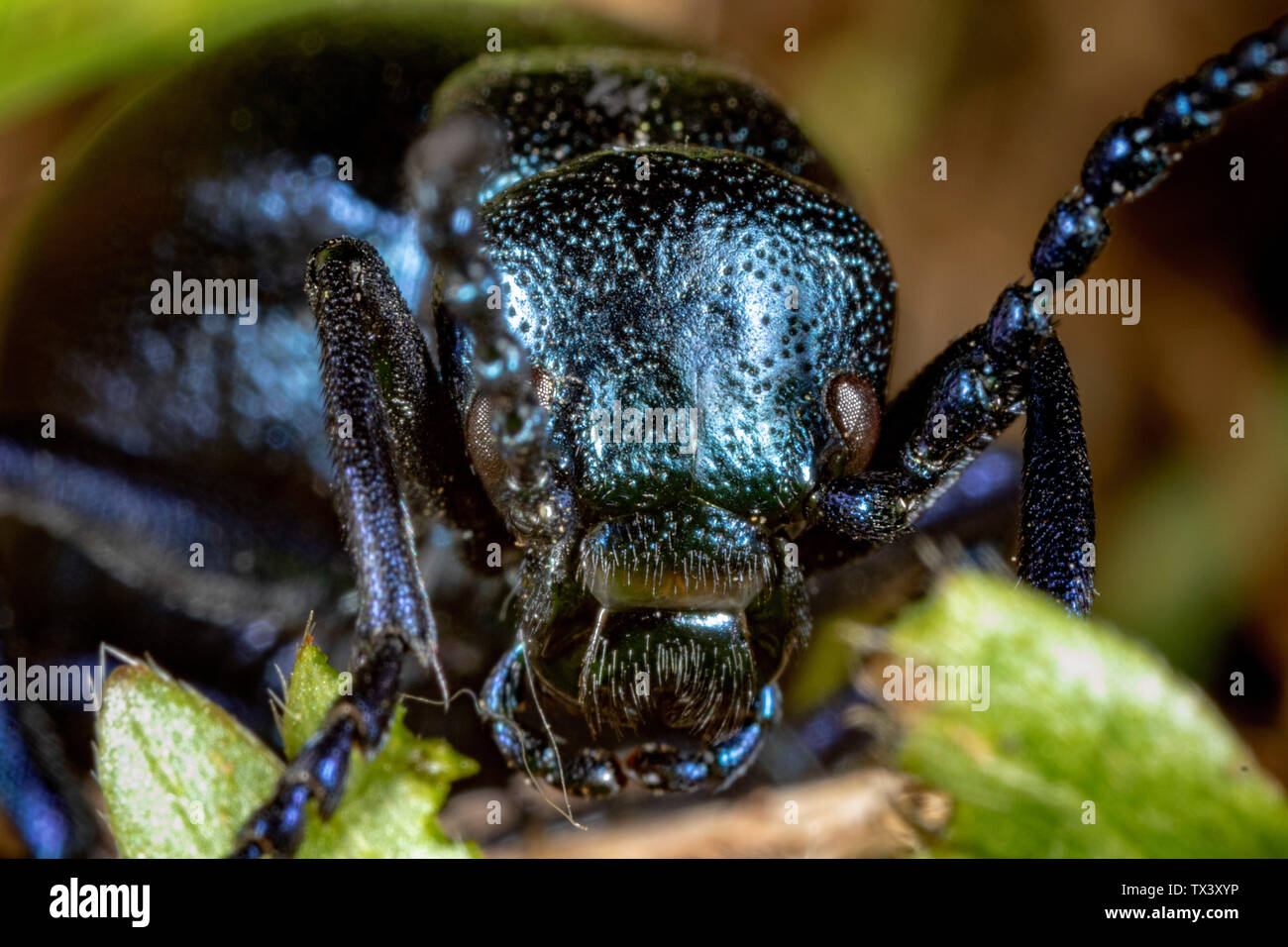 Die Nahaufnahme des Ölkäfers (Meloe violaceus), der die Pflanzen isst Stockfoto