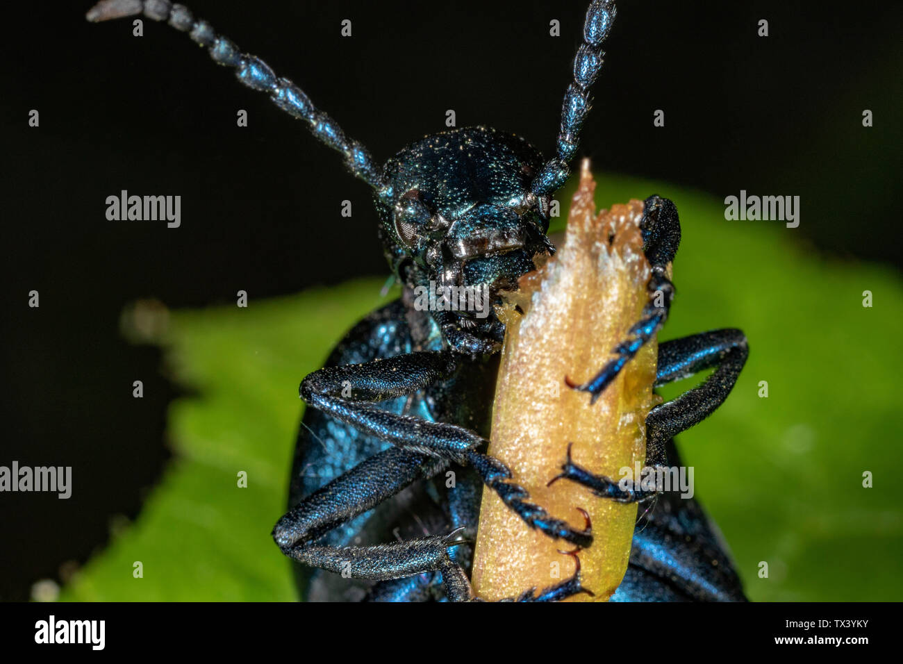 Die Nahaufnahme des Ölkäfers (Meloe violaceus), der die Pflanzen isst Stockfoto