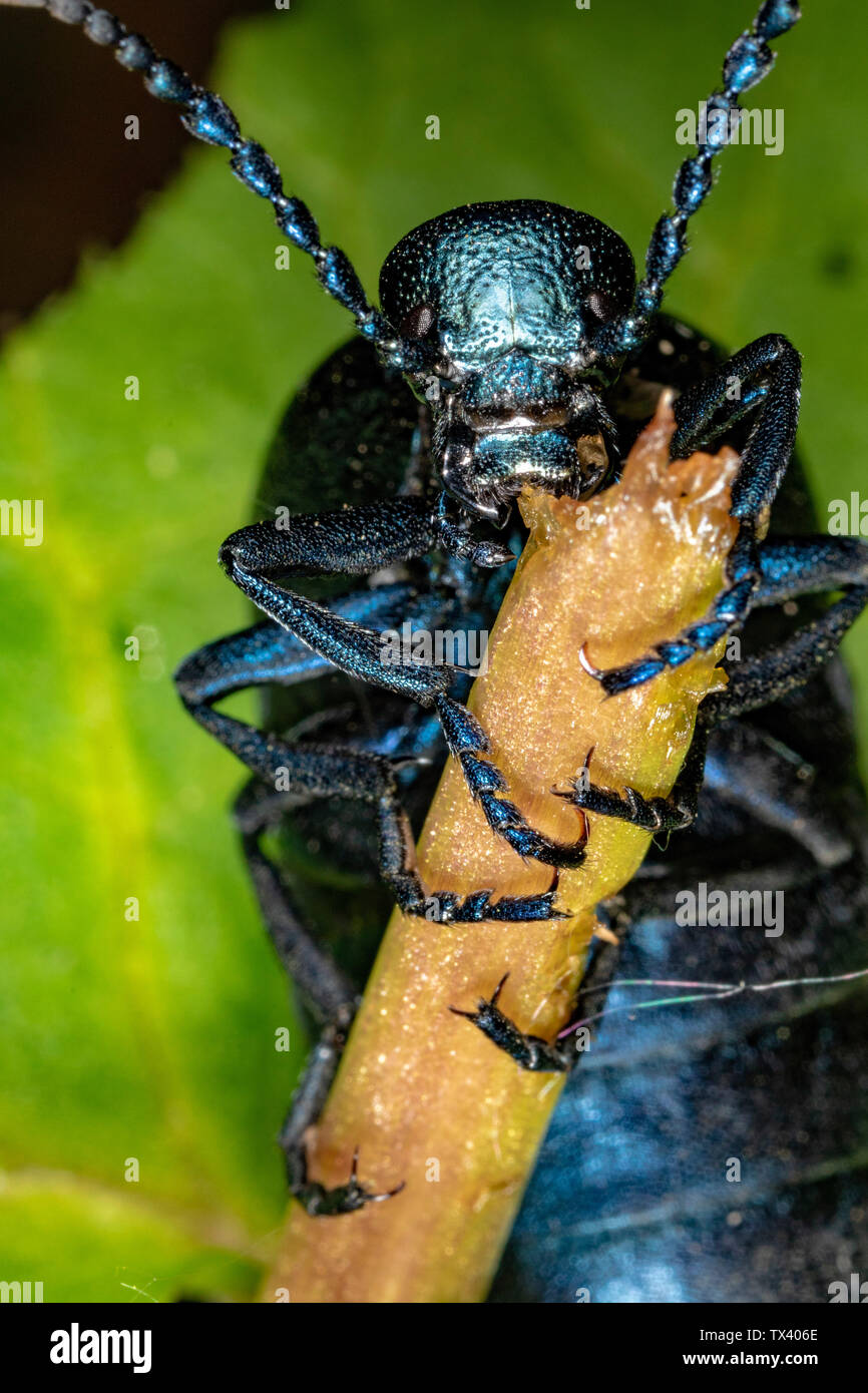 Das Öl Käfer (Meloe violaceus) Stockfoto