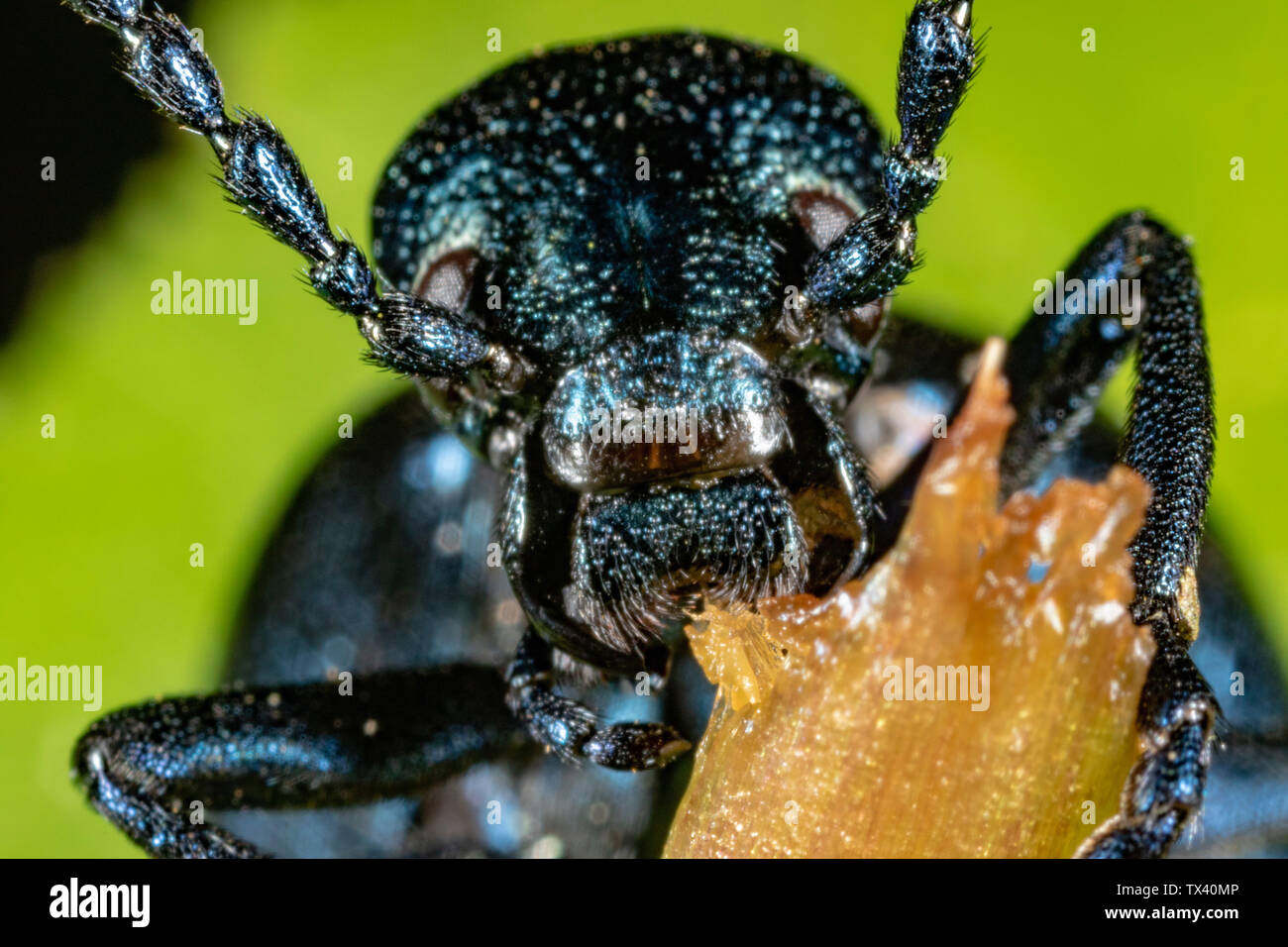 Die Nahaufnahme des Ölkäfers (Meloe violaceus), der die Pflanzen isst Stockfoto